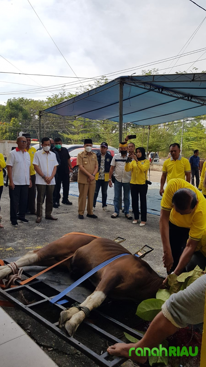 Dihadiri Syamsuar, Golkar Pekanbaru sembelih Lima ekor Sapi Kurban